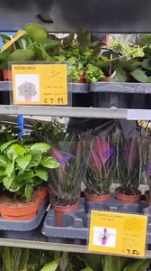 2.2K views · 31 reactions | PSA: the campus plant sale is back! On today (Tue 19 Sep) and tomorrow from 10am-7pm - here's a sneak peek of some of the plants on offer... [Video: an outdoor plant sale at the University of Dundee, showing racks of different plants] | University of Dundee | Facebook