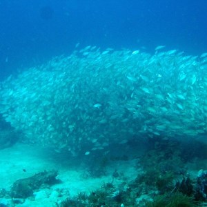 48 reactions · 18 shares | More fun things to see diving the Diveboat Diversity in Boca Raton Fl. :) | Diveboat Diversity | Facebook