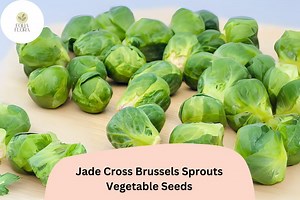 500 Jade Cross Brussels Sprouts Seeds – Compact, High-yield & Cold-hardy Variety - Etsy