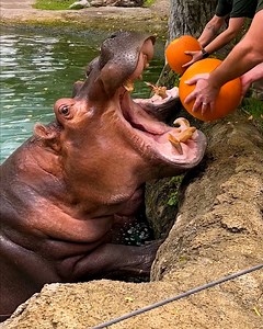 Hungry hippos enjoy pumpkin treats! 🦛🎃 | Animal Lovers