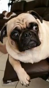 243 reactions · 86 shares | Boss | Elsa the Amazing Talking Pug | Facebook