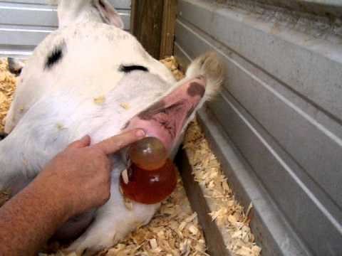 Absolutely Amazing Nigerian Dwarf Goat Birth from start to finish GOAT MENTOR CENTER