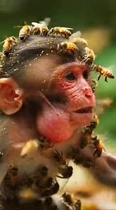 51K views · 900 reactions | A Mother's Love vs. The Deadly Swarm!  Heart-stopping 8K detail. Watch this mother macaque charge through a cloud of angry bees to save her suffocating kit. After a desperate dive into the stream to drown the bees, she fights to keep his airway open. The moment he takes that first raspy breath is a miracle!  Generated by AI for your entertainment. #WildlifeRescue #HeroMother #NatureIsRaw #AnimalMiracle #MacaqueRescue #fblifestyle | Love Monkey | Facebook