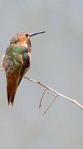 Every feeder needs a boss. Or two. What’s happening in your neighborhood? I love his little tuck and fly at the end. 😆 #birdlife #hummingbird #colibri | Exclusively Hummingbirds