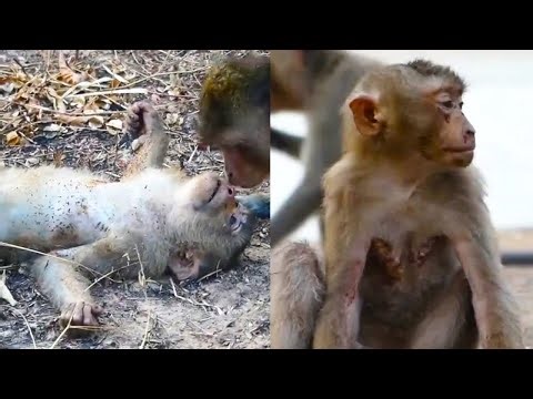 Baby monkey is seriously injured after being electrocuted