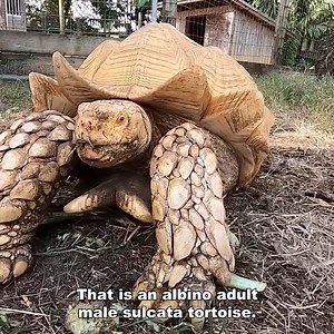 Visiting A Tortoise Hatchery!🥚🐢 | Kamp Kenan