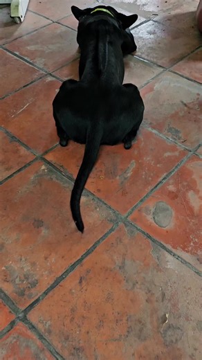 Bóng quá bóng oy🤣🤣 #chó #dog #chophuquoc #pet #thucung #petcare1326