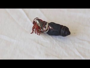 Emerging Cecropia Moth