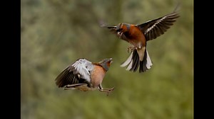 55 reactions | A few species of birds from my Woodland bird hide,...