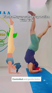 Pincha Mayurasana Preparation Drills With the Help of Wall #yoga #yogacommunity #IDY2025 #YogaForBeginners #yogapractice #shoulders | yogarimaa