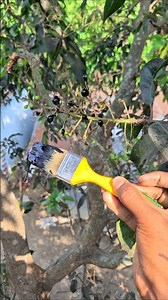 What Will Happen If Black Color Is Put Inside The Mango? #shorts #shortvideo