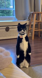 What a distinguished gentleman. 😁 #adorablecat #CatLove | CatLove