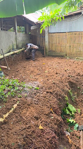 Trust the process.😊 #hograiserlife #pigfarming #baboyan #Hograiser #highlightseveryone #highlightseveryonefollowers2025 | Joenel Habijan Bernaldez