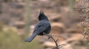 Phainopepla Perched On Branch 库存影片视频（100% 免版税）768415 | Shutterstock