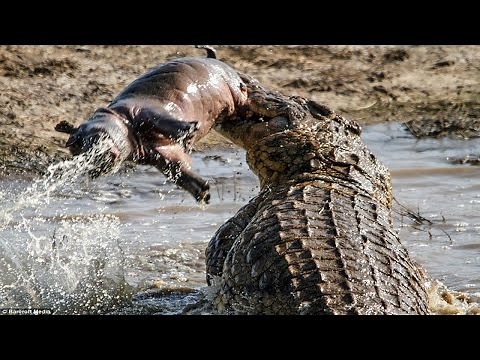 Crocodile eating : Hippo , boar , Turtle... |The Horrific Bites and Crushed Prey In A Flash.