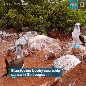 4.2K views · 198 reactions | Blue-footed booby courtship dance: Step...
