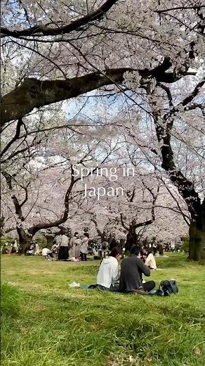 Sakura Season in Japan