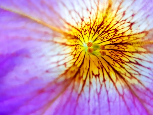 Why Focusing On Clit Stimulation Could Completely Change Your Sex Life