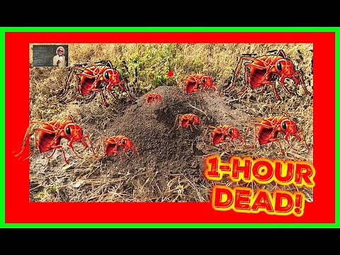 FASTEST WAY To KILL The Queen and Nest of Red Ants / Fire Ants..AMAZING!!