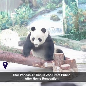 Ge Ge and Xi Le -- the stars of Tianjin Zoo in north China and residents of the zoo's Panda Pavilion -- greeted the public last Thursday after a three-month break due to the renovation of their home. On the opening day of the newly renovated pavilion, panda enthusiasts flocked to the zoo to visit the two female pandas. | ShanghaiEye