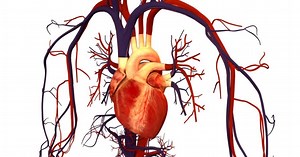MCQs on Cardiovascular System - Physiology
