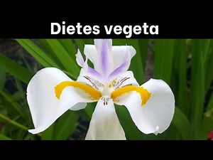 Dietes vegeta (Dietes grandiflora, Moraea iridioides) introduction