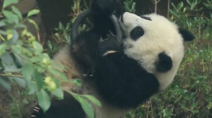 6.1K views · 1K reactions | While the world watches athletes compete in Paris, a tiny star has emerged in southwest China's Sichuan Province. A giant panda cub at Chengdu Research Base of Giant Panda Breeding has captured hearts with its incredible gymnastic abilities. For more: https://news.cgtn.com/news/2024-08-01/Watch-Panda-cub-shows-off-gymnastic-prowess-amidst-Olympic-fever-1vI9HoILgPu/p.html | CGTN Nature | Facebook