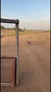 611K views · 1.9K reactions | Se me va el puerco?  | Enrique Rivas | Facebook