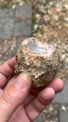 Breakfast cut! It’s a winner today y’all! I’m stoked to see this pattern style cut out of such a small tease. Kentucky agate y’all! #rockhound #kentuckyagate #breakfastcut #rocks #huntingseason #crystals #quartz #geodes #agate | Rocks N Things llc