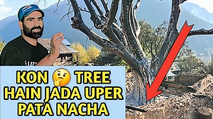 15K views · 95 reactions | KON 樂 TREE HAIN JADA UPER PATA NACHA What pain roots are up and the bandage is down | Kashmiri Qustions | Facebook