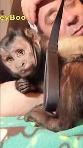 Monkey snuggles #monkey #snuggles #cute #naptime | MonkeyBoo