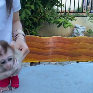 5.4K views · 273 reactions | Mom wears cute baby boy clothes and drinks milk | Monkey Pets | Facebook