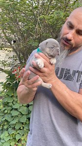 28K views · 788 reactions | This is Scrabble from the Mirage & Gibbs litter. DOB: DOB: 6/18/24 Mirage parents are Vegas & Boris Vegas is a Doda & Titan daughter. *If you have any questions, please direct message us & not in the comments. Questions in the comments are easily missed | Callahan French Bulldogs | Facebook