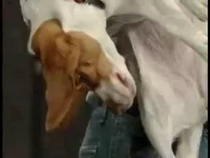 A kutya aki eljátsza halálát