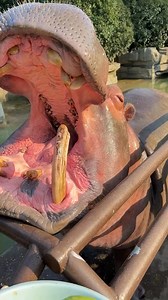 Take a bite of cabbage and watch it really decompress | Jay Paul