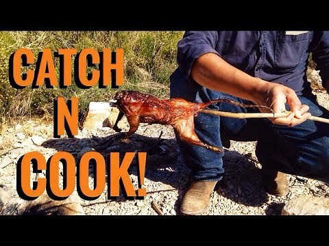 Desert Survival: Catch And Cook Packrat! -Junkyard Fox