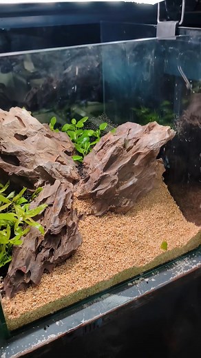 118K views · 1.8K reactions | 1ft cube tank setup.. | Mrinal Das | Facebook