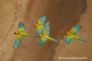 Paraba frente roja: por primer vez se realiza censo en simultáneo de especie en peligro de extinción en Bolivia