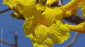 Close up on an Yellow flower of Tabebuia Aurea (Handroanthus albus) tree. Brazilian Savannah.