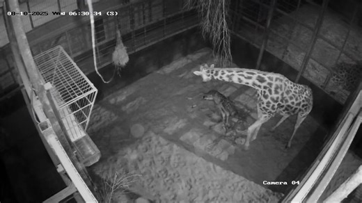 CCTV captures baby giraffe being born before taking her first wobbly steps