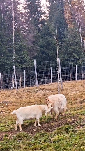 Iubirea căprițelor, prietenia dintre ele, legătura frățească! Priviți cum Engel se pupă cu Lilya și dă din codiță! Apoi, cum Sibel o pupă pe Annelie. ❤️ Îngerași pe pământ, salvați de la cumplite atrocități. Doar câțiva au scăpat, din numărul halucinant de mare care dispare în fiecare an. 😓 Dacă aceste imagini vă emoționează, vă fac mai frumoase chiar și cele câteva secunde în care le priviți, ajutați-ne, vă rugăm mult, să le asigurăm hrana vitală - fânul - și așternutul din corturi - paiele. 1