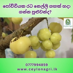 11K views · 399 reactions | Indian Gooseberry | පෝච්චියක රට නෙල්ලි ගහක් හදා ගන්න පුළුවන්ද? | Ceylon Agri | Facebook
