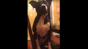 Dog that sounds like Chewbacca doesn't get his way and throws a tantrum