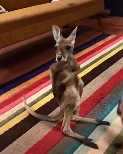 Freddy the kangaroo tries to scratch that itch! Credit: The Kangaroo Sanctuary Alice Springs via Storyful | The Australian