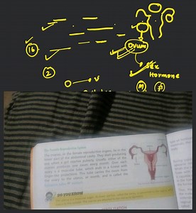 The Female Reproductive SystemThe ovaries, or the female repro... | Filo