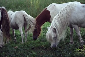 Best Wild Horses Mating Hard Videos