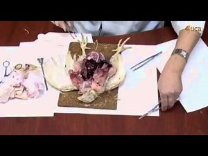 Tp de biologie animale s2