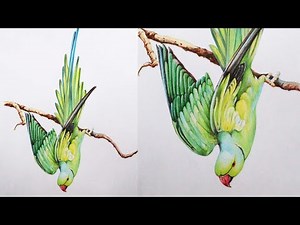 Indian Ring Necked Parrot Drawing in Color Pencils | How to Draw a Bird | Parrot Drawing