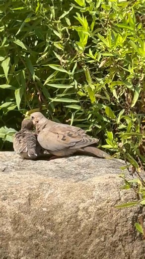 2K views · 55 reactions | You’re probably used to seeing mourning...