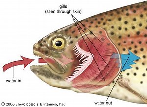 How Do Gills Work? | Function, Oxygen Uptake, & Fish | Britannica